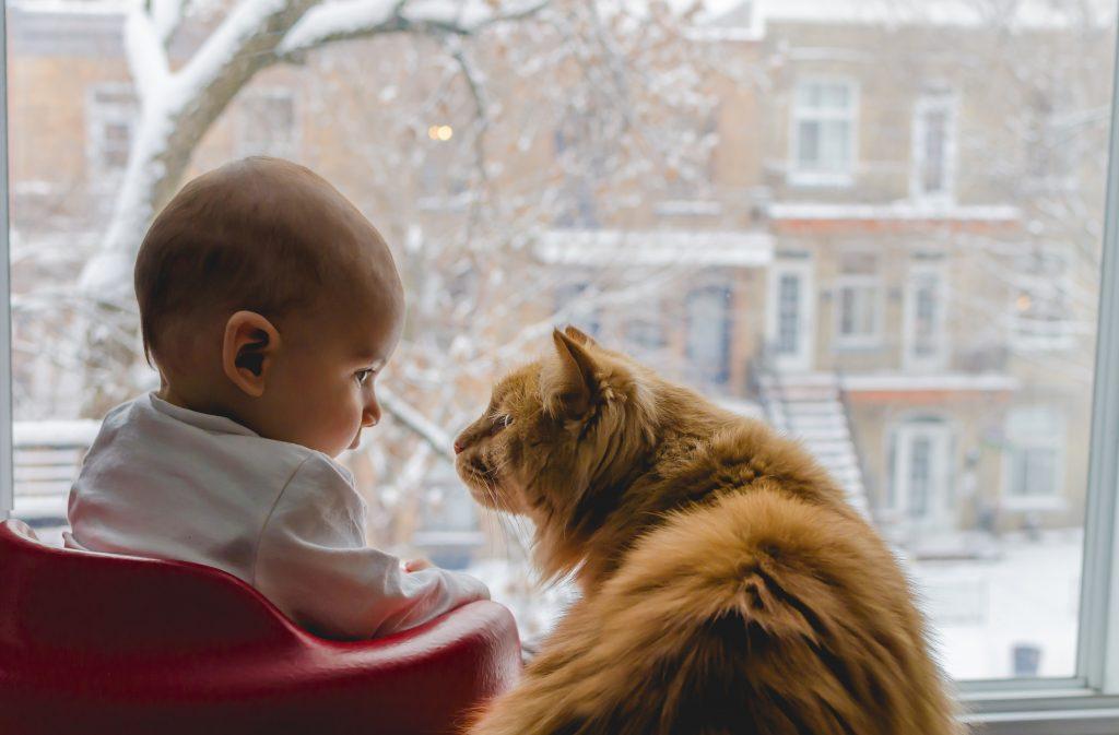portrait de bébé et de son chat roux qui se regardent devant une fenêtre lors d'un shooting photo de famille à la maison. Dehors, la neige tombe dans la rue.