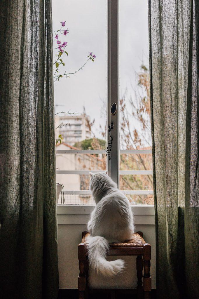 chat blanc regarde la fenêtre - photographie lifestyle à domicile à Marseille