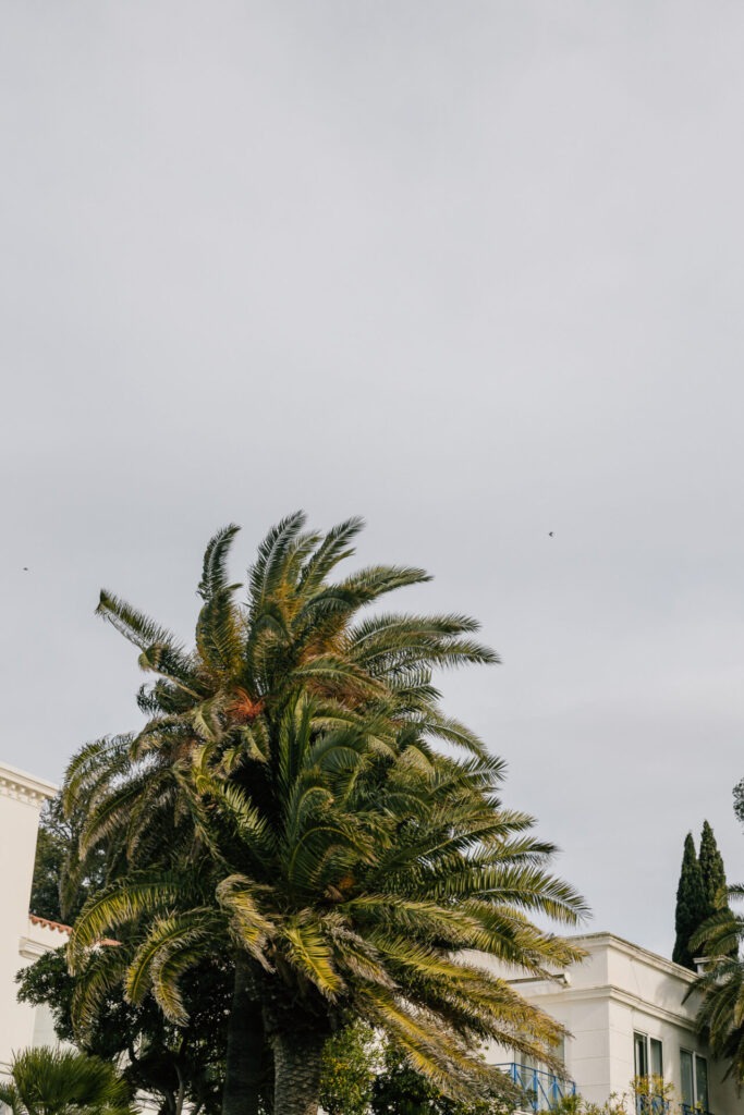 Palmiers balayé par le vent lors d'une tempête à Marseille
