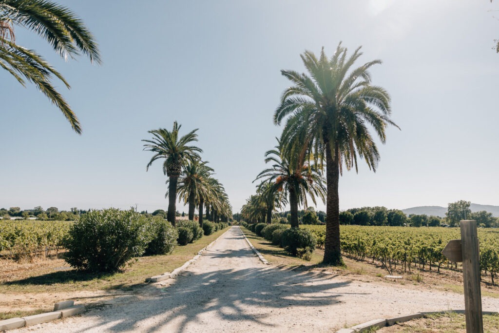 Allée de palmiers du Château des Anglades à Hyères